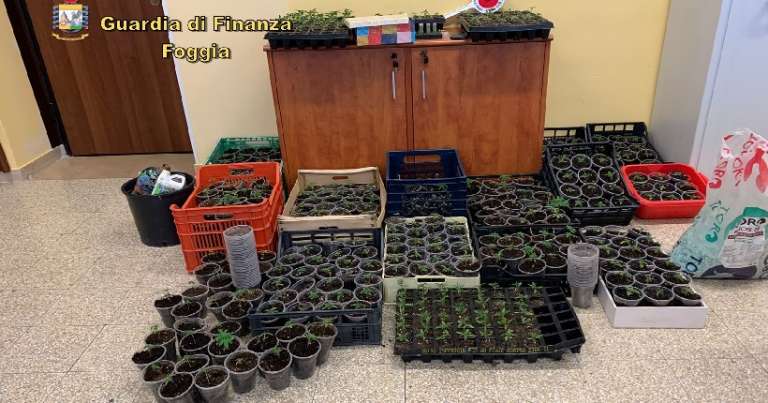 FINANZA: SEQUESTRATE A SAN NICANDRO OLTRE 400 PIANTE DI MARIJUANA E MUNIZIONI PER PISTOLA E FUCILE