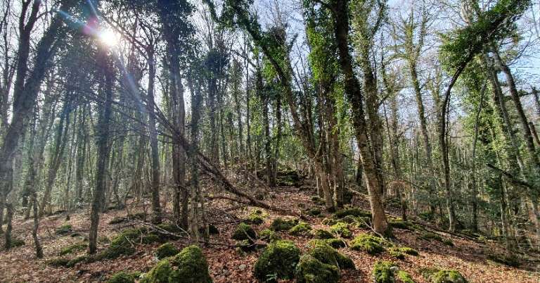 IL SOLE 24 ORE: IN PUGLIA NEL VERDE GARGANO “FORESTA UMBRA”