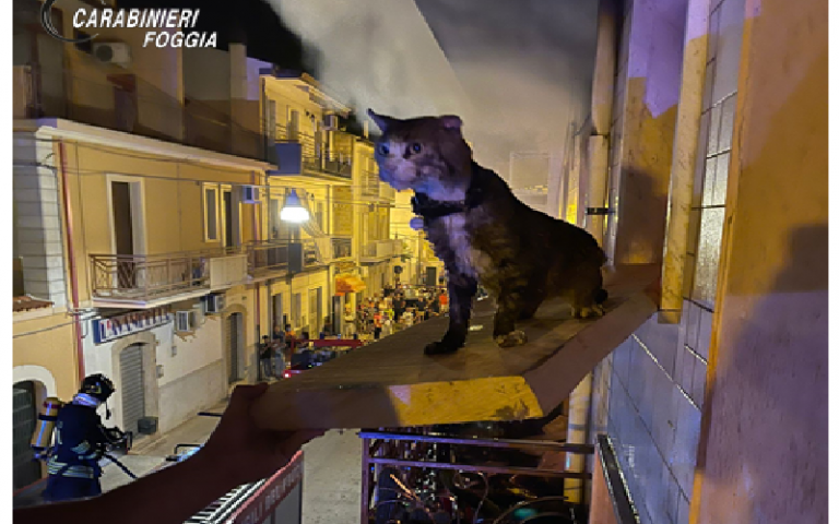 SAN NICANDRO: ABITAZIONE IN FIAMME, GATTO “JEKO” SALVATO DAI CARABINIERI