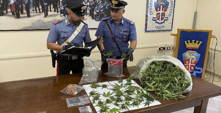 57ENNE TROVATO CON DIVERSE PIANTE DI MARIJUANA ACCANTO AD UN POLLAIO. ARRESTATO