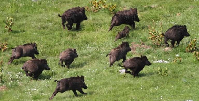 PARCO NAZIONALE ALTA MURGIA, NUOVI CRITERI DI INDENNIZZI PER DANNI DA CINGHIALI