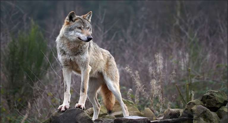 ASP ZACCAGNINO, CONVEGNO “CANIS LUPUS ITALICUS E CANIS LUPUS FAMILIARIS”