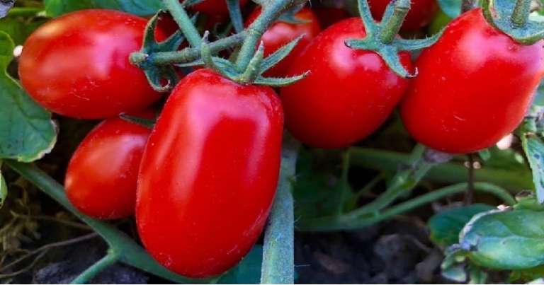 POMODORO, I PRODUTTORI FOGGIANI CONTRO LO STRAPOTERE DI NAPOLI