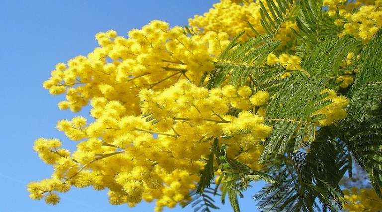 GIORNATA DELLA DONNA: 8 MARZO, NON UNA FESTA MA UNA CELEBRAZIONE