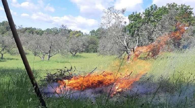 GARGANO, CIA CAPITANATA: RISOLVERE IL PROBLEMA DELLO SMALTIMENTO RESIDUI DA POTATURE