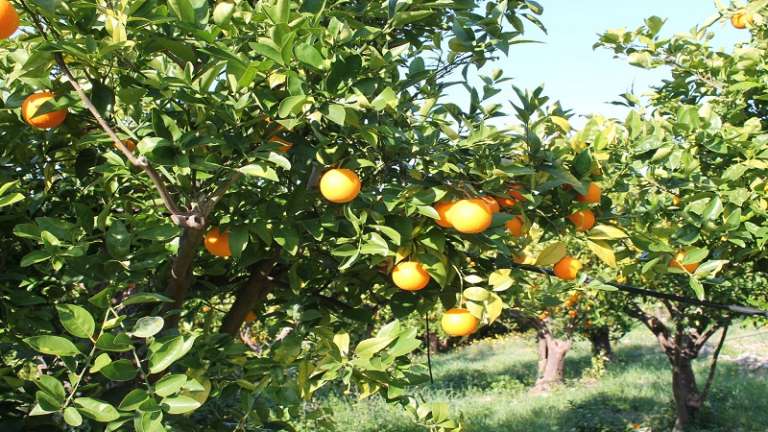 L’ENTE PARCO CHIEDE UN INCONTRO SULL’EMERGENZA FITOSANITARIA NELL’OASI AGRUMARIA DEL GARGANO