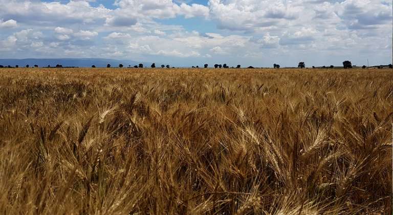 CALO DEL PREZZO DEL GRANO, L’ON. LA SALANDRA PRESENTA UNA INTERROGAZIONE A TUTELA DELLA PRODUZIONE