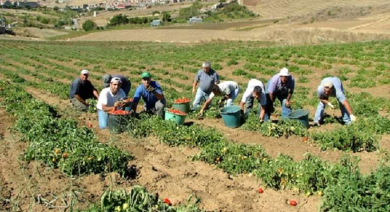 POMODORO. LA CIA CAPITANATA: “SETTORE RISCHIA IL CRACK”