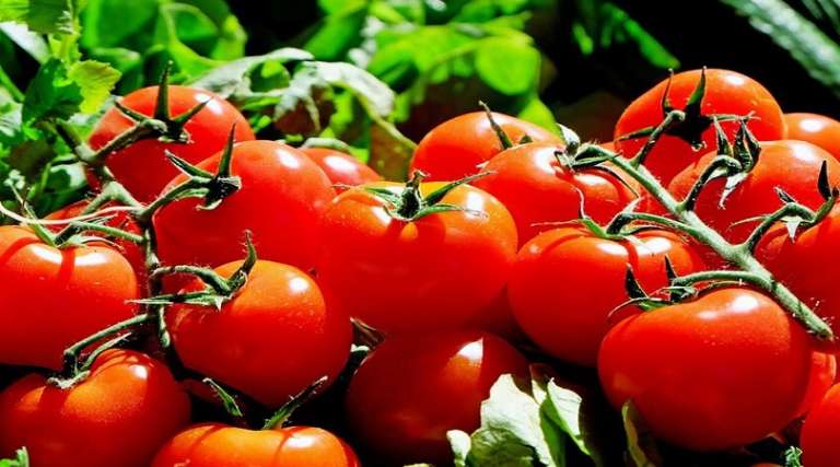 POMODORO, IL RE DELLA DIETA MEDITERRANEA