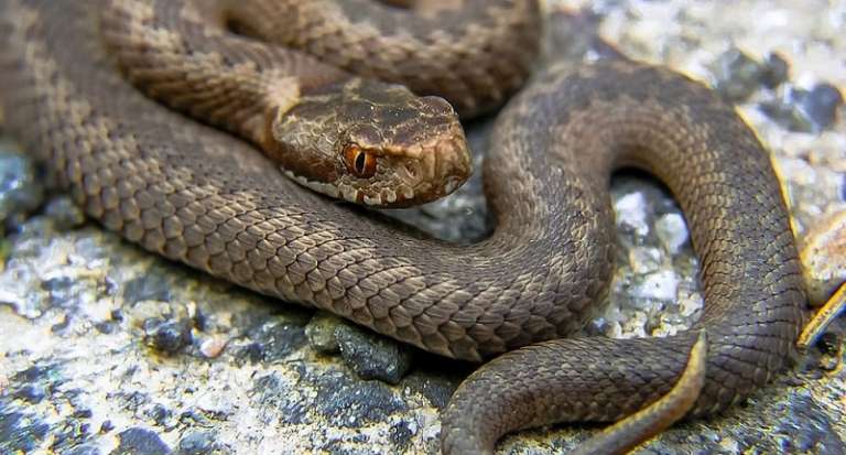 SAN NICANDRO: “S’ VU’ ‘CCID U SERPENT L’ADA DA’ N’CAP”