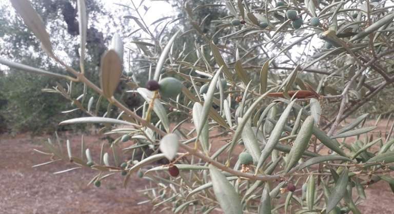 SICCITÀ: A RISCHIO DESERTIFICAZIONE 57% TERRITORIO PUGLIESE; CAMPI A SECCO SENZA PIOGGIA