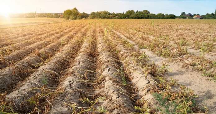 Caldo-siccita-campi-970x600