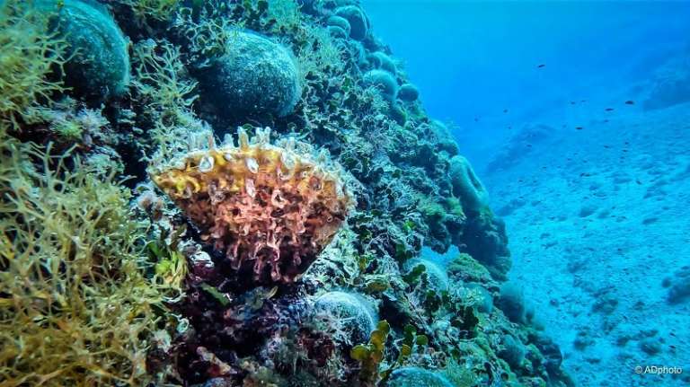 LA “PINNA RUDIS” TORNA ALLE ISOLE TREMITI, AL VIA IL MONITORAGGIO DERL MOLLUSCO