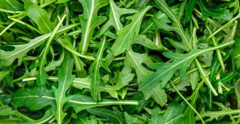 RUCOLA, PREZIOSA ALLEATA DELL’INTESTINO