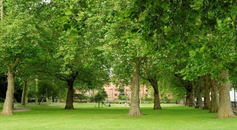 SAN NICANDRO, ALBERI ADOTTATI DAI CITTADINI