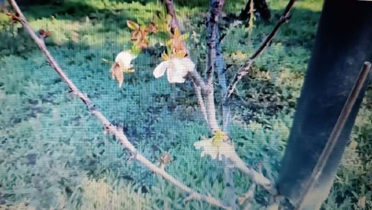 CALDO: CILIEGI IN FIORE IN PUGLIA IN NOVEMBRATA DI HALLOWEEN, DANNI IN CAMPAGNA