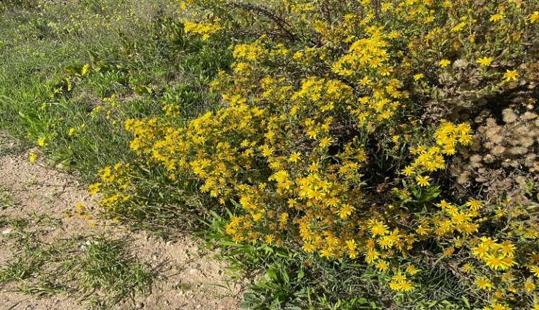 CALDO: NON CADONO FOGLIE IN AUTUNNO, FIORISCONO CESPUGLI E ERBE SPONTANEE