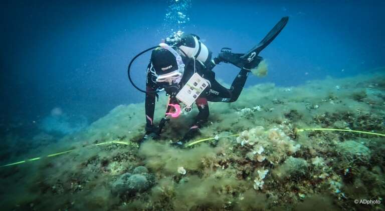 UN’ESTATE A TUTTA RICERCA: GORGONIE E RICCI DIADEMA OSSERVATI SPECIALI DELL’AMP ISOLE TREMITI