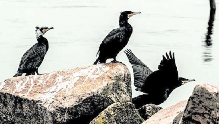 CLIMA: TRIPLICANO CORMORANI IN PUGLIA PER LE ALTE TEMPERATURE