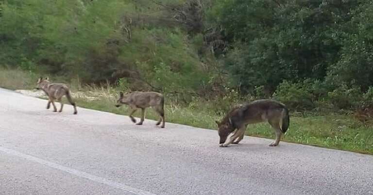 MONITORAGGIO, GESTIONE E CONSERVAZIONE DEL LUPO NELL’AREA PARCO DEL GARGANO