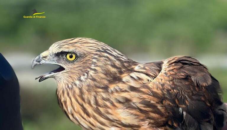 GUARDIA FINANZA FOGGIA: TRATTO IN SALVO UN RARO “FALCO DI PALUDE”