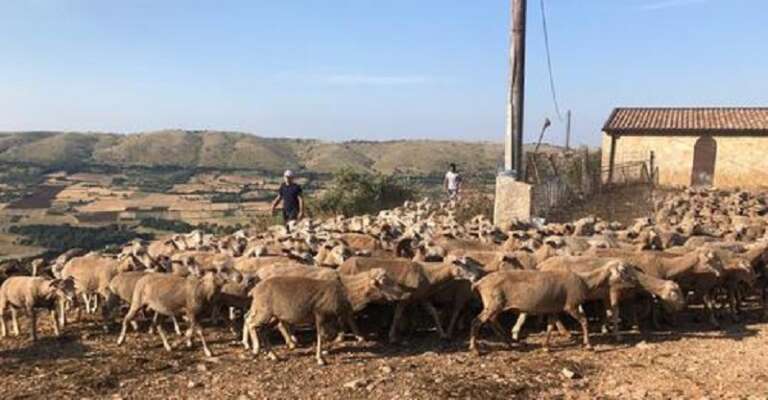 PARCO DEL GARGANO: 50 MILA EURO PER INDENNIZZI DEI DANNI DA FAUNA NEL 2022