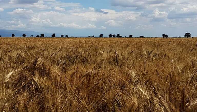  IL GRANO DI CARLANTINO NEL REGISTRO RISORSE GENETICHE AUTOCTONE