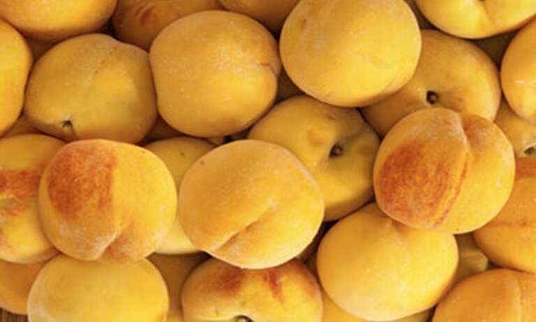 PERCOCA (PR’COCA) NELL’ATLANTE DEI PRODOTTI TRADIZIONALI DELLA PUGLIA
