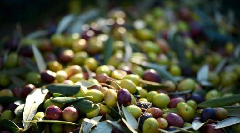 AL MINISTERO DELL’AGRICOLTURA SI PARLERA’ DEL COMPARTO OLIVICOLO…E DELLA PARANZANA