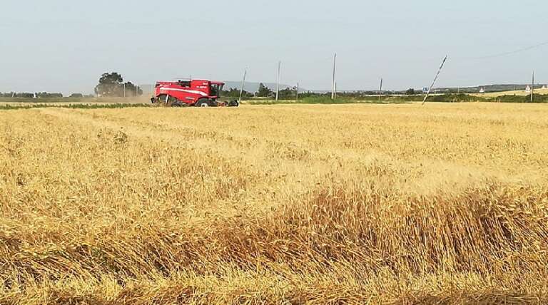 ASP ZACCAGNINO: RACCOLTA GRANI PER OLTRE 25.000 QUINTALI