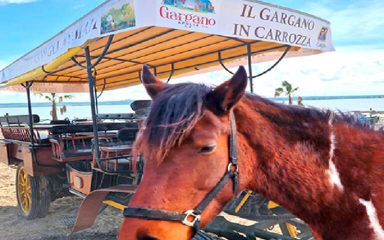 IL “GARGANO IN CARROZZA”