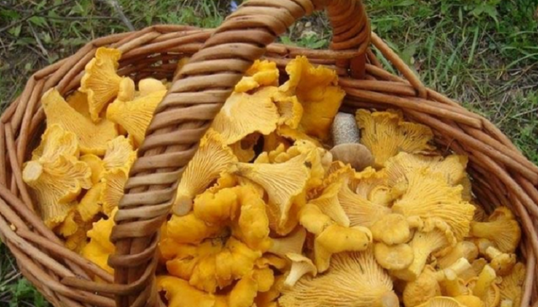 SAN NICANDRO, CORSI PER IL CONSEGUIMENTO DELL’ATTESTATO PER LA RACCOLTA DEI FUNGHI FRESCHI