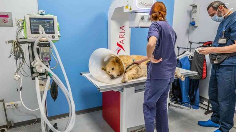 APPROVATA MOZIONE PER REALIZZARE UN OSPEDALE VETERINARIO PUBBLICO IN OGNI PROVINCIA PUGLIESE