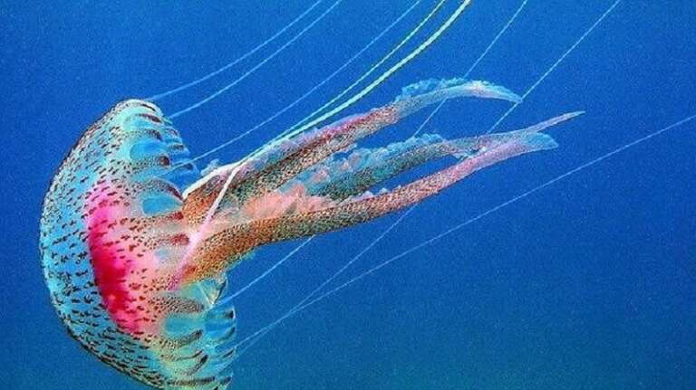 QUALI RIMEDI PER LE PUNTURE DELLE MEDUSE?