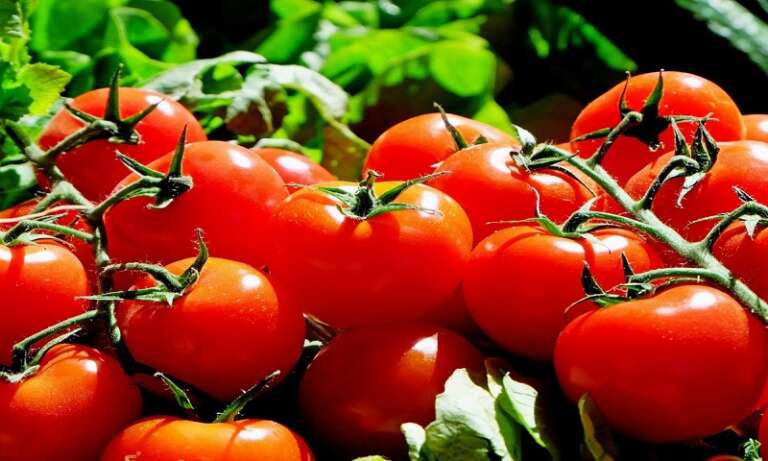 POMODORO, IL RE DELLA DIETA MEDITERRANEA