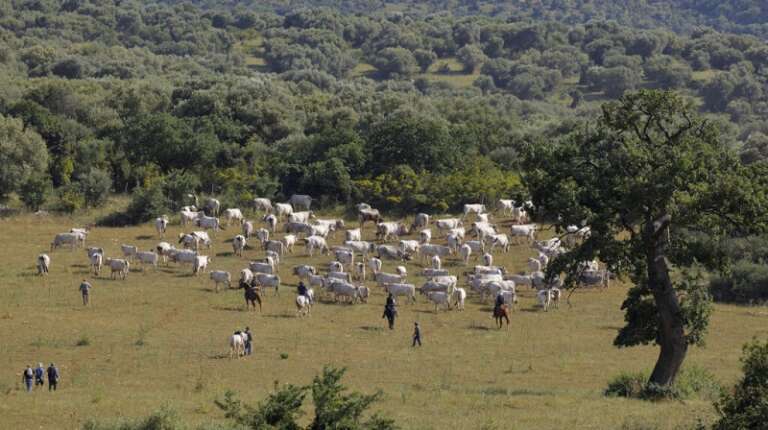 SITI NATURALI UNESCO PER IL CLIMA: IL PARCO DEL GARGANO SI AGGIUDICA 3 MILIONI DI EURO