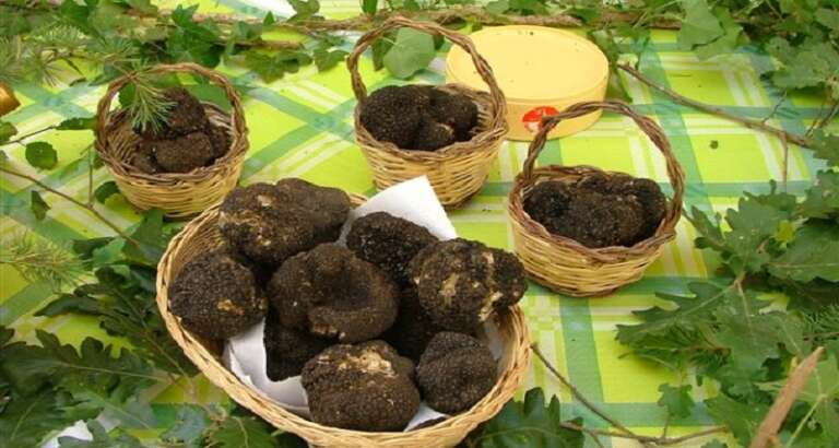 TARTUFO NUOVO ORO DI PUGLIA: 7 AREE E 58 LOCALITA’ VOCATE. UN POTENZIALE ENORME