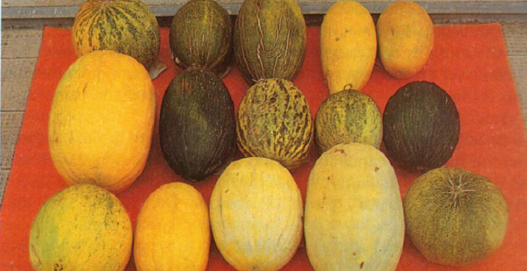 MELONE D’INVERNO (M’LON V’RNIN) NELL’ATLANTE DEI PRODOTTI TRADIZIONALI DELLA PUGLIA