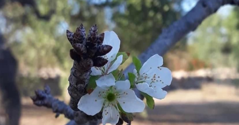 NOVEMBRE “FOLLE” IN PUGLIA: CILIEGI IN FIORE E FICHI IN PRODUZIONE. “COLTURE A RISCHIO”