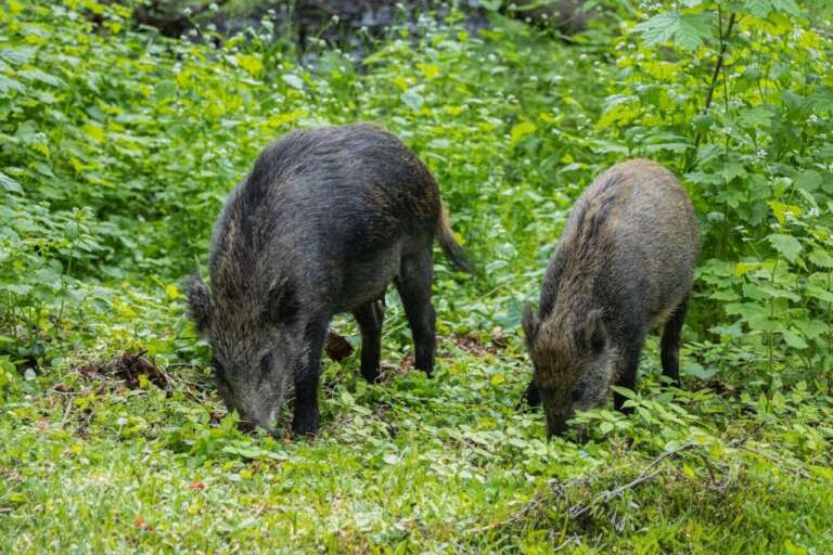 PARCO DEL GARGANO, CORSO PER L’ABILITAZIONE DI COADIUTORI PER CONTROLLO NUMERICO CINGHIALI