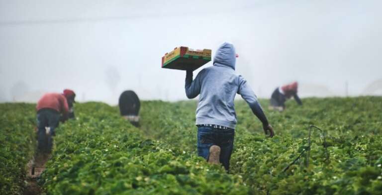 MIGRANTI, SENZA DI LORO ADDIO A 1/3 DEI RACCOLTI