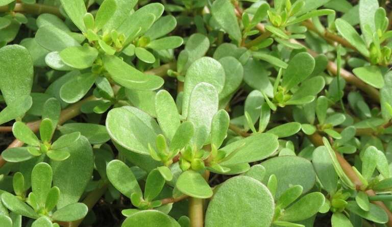 PORTULACA (PURCACCHJ) NELL’ATLANTE DEI PRODOTTI TRADIZIONALI DELLA PUGLIA