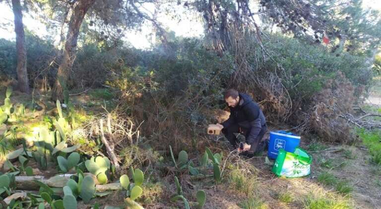 ERADICATO IL RATTO NERO ALLE ISOLE TREMITI GRAZIE AGLI INTERVENTI DEL PARCO DEL GARGANO