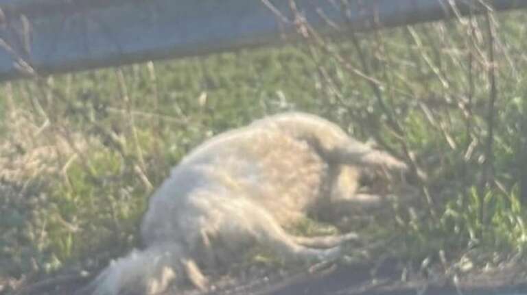 APRICENA, CANI MORTI PER AVVELENAMENTO