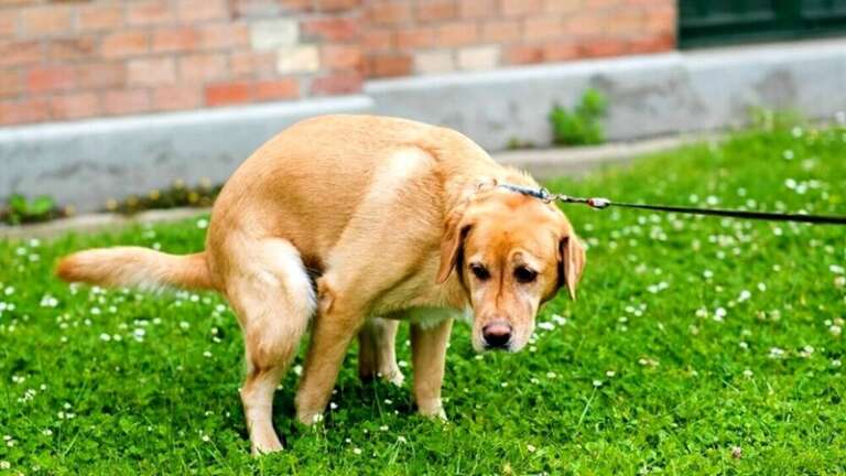 I BISOGNI DEL CANE A CIELO APERTO POSSONO DIVENTARE UN REATO