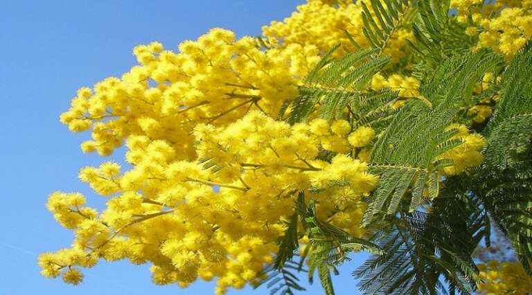 8 MARZO, FESTA DELLA DONNA