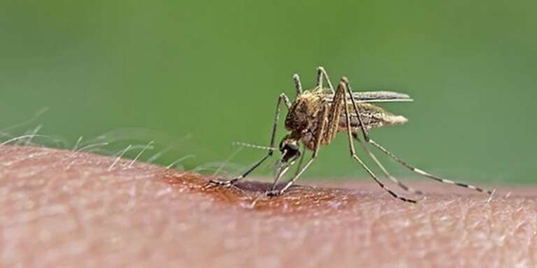 ALLARME IN PUGLIA PER I VIRUS TRASMESSI DALLE ZANZARE