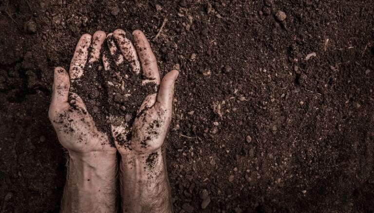 EDITORIALE DELLA DOMENICA. LE MANI DEGLI AGRICOLTORI, I GUARDIANI DELLA TERRA