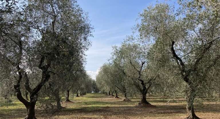 VICO DEL GARGANO, MERENDA NELL’OLIVETA TRA MARE E CAMPAGNA DI CALENELLA