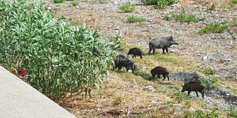 CINGHIALI: MIGLIAIA DI AGRICOLTORI IN PIAZZA DA NORD E SUD DELL’ITALIA